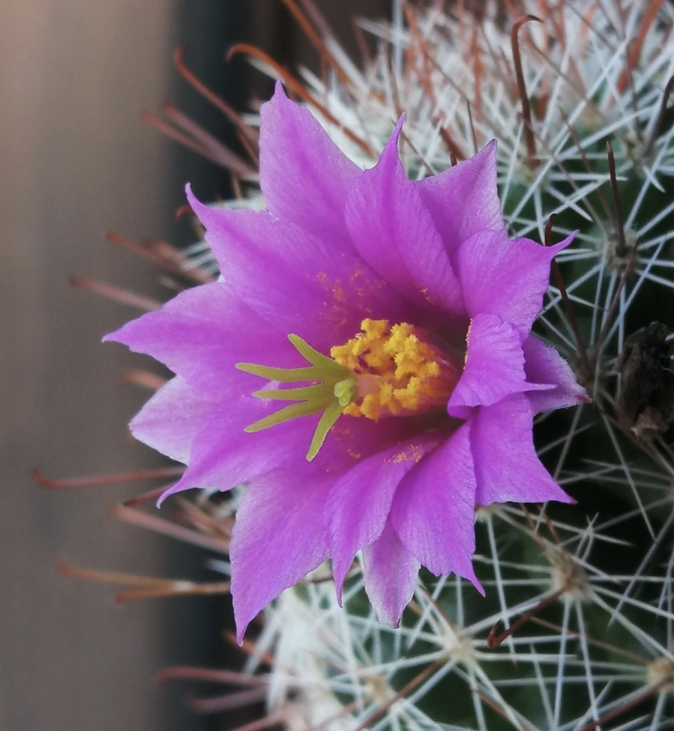Mammillaria mazatlanensis ssp. patonii